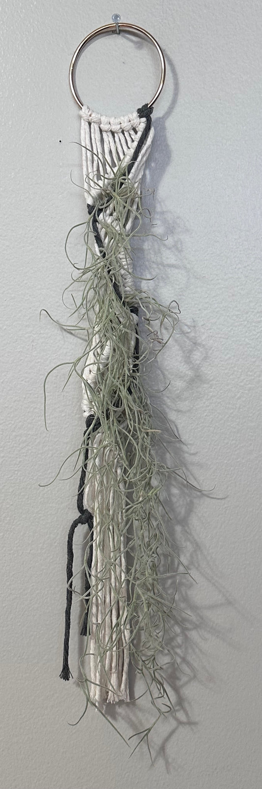 Air Plant Hanger